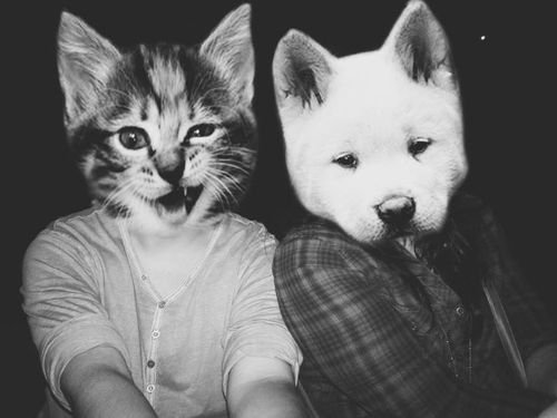 Смешные парные авы с котами