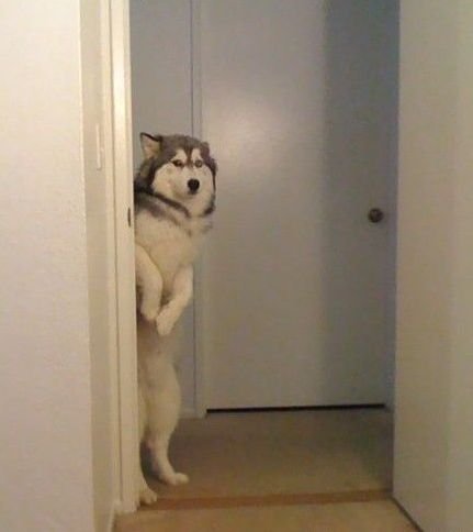 Собака из за угла