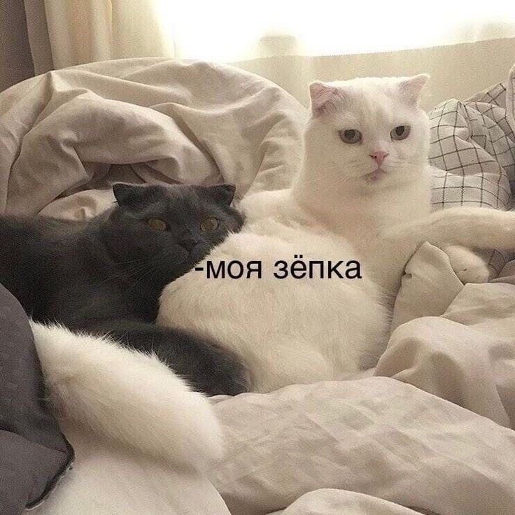 Милый котик с надписью