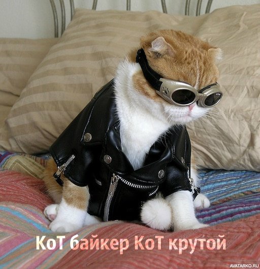 Кот в куртке