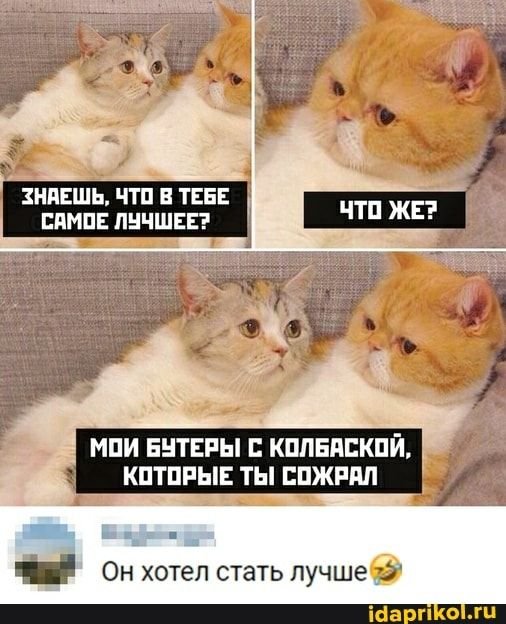 Мемы с котом