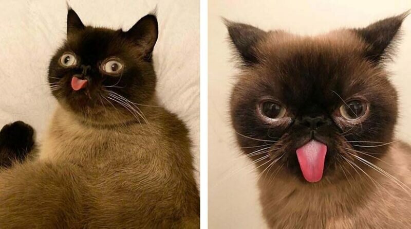 Смешной кот с высунутым языком