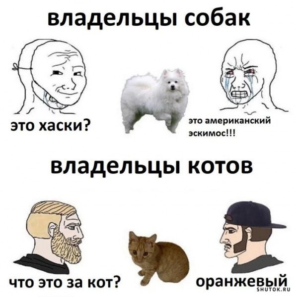 Мемы про собак и кошек