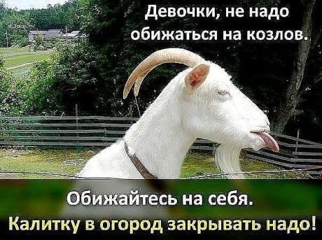Шутки про козла