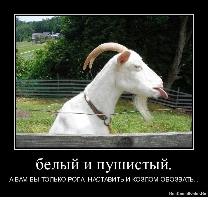 Коза юмор