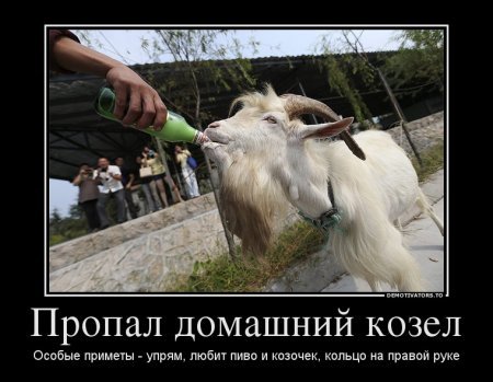 Шутка про коз