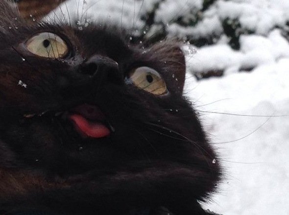 Морда черного кота с языком