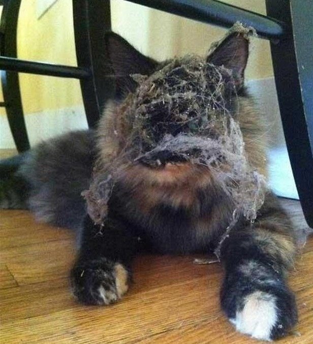 Кошка в пыли и паутине