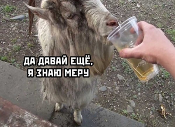 Смешные картинки про алкоголь