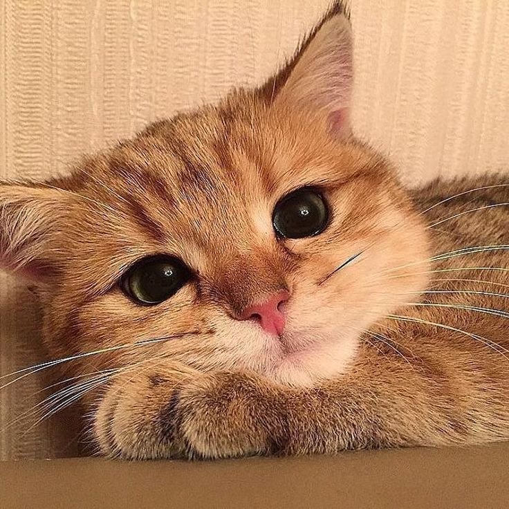 Милый кот с надписью