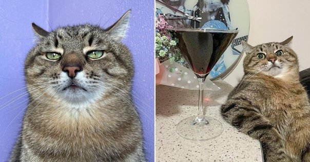 Украинский кот Степан