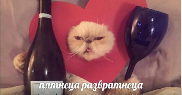 Кот с бокалом вина