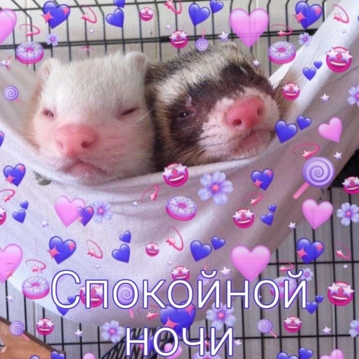 Спокойной ночи милые