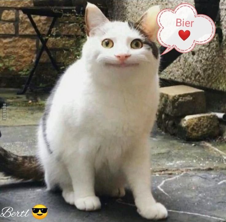 Кошка улыбается