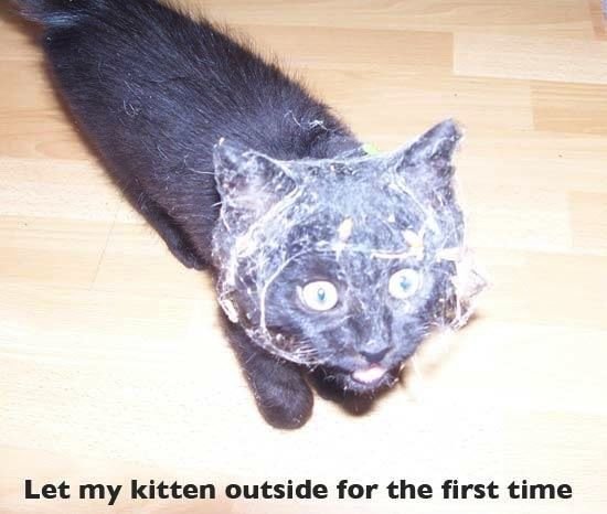 Кот в шоке фото