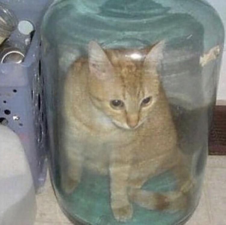 Кот залезает в бутылку