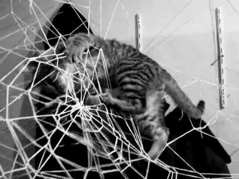 Котик в паутинке