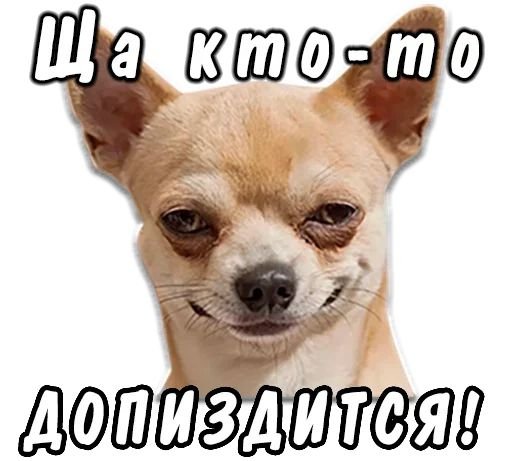 Собака выглядывает