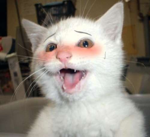 Кот улыбается