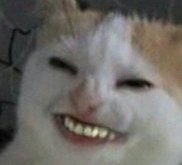 Мемный кот улыбается