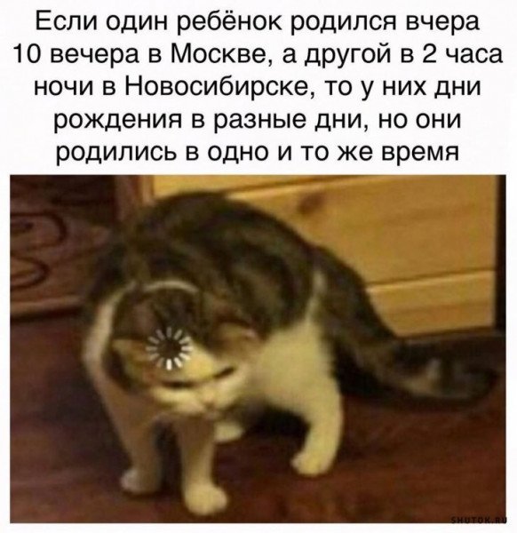 Кот с загрузкой на голове