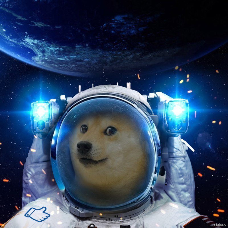 Собаки космонавты