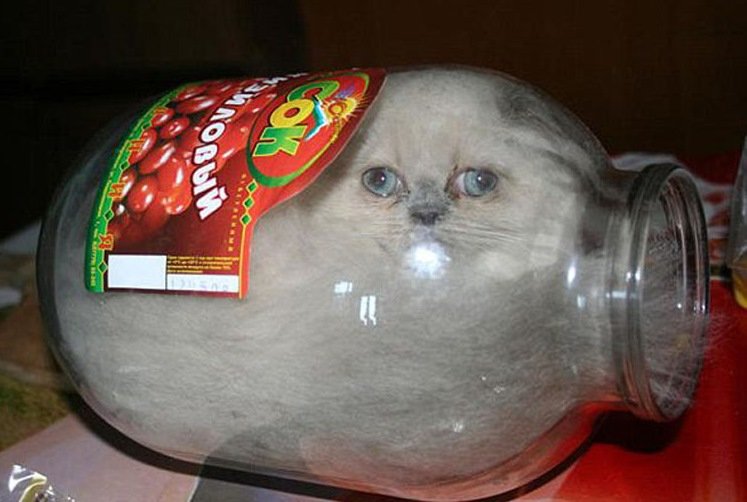 Не ешь подумай кот