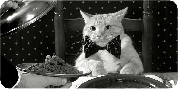 Кот и спагетти