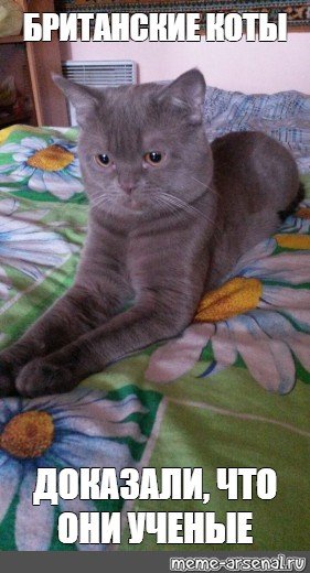 Кот британец