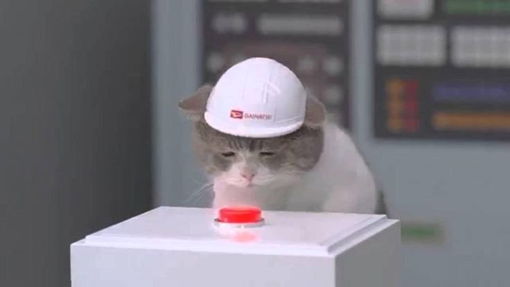 Грустный кот в каске