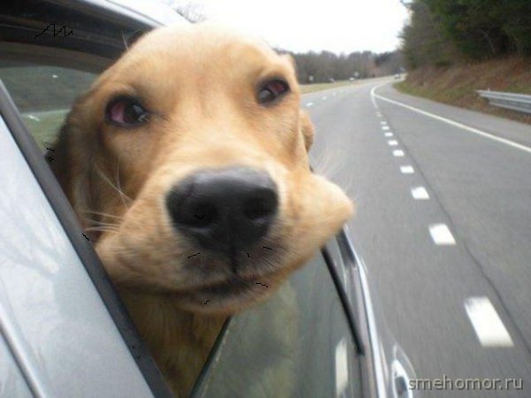 Веселая собака