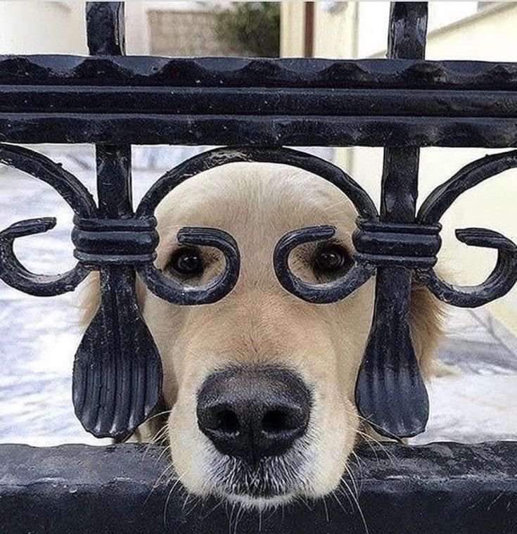 Забавные собаки