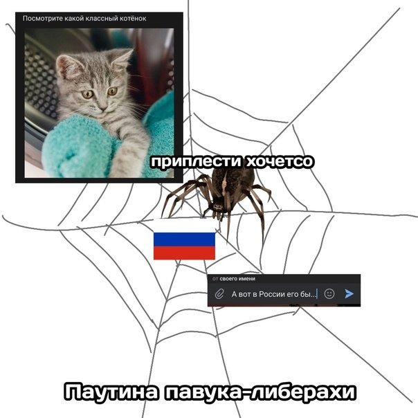 Кот павук Мем