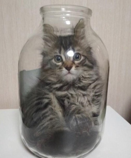 Кот в банке