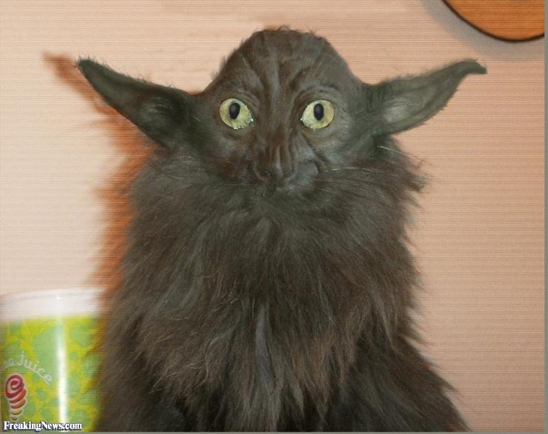 Кот стремный