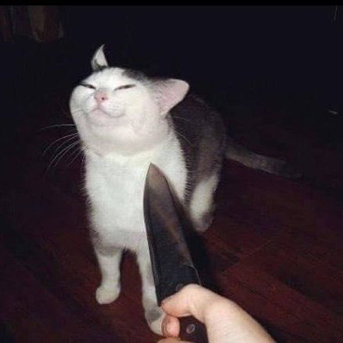 Кот с ножом Мем