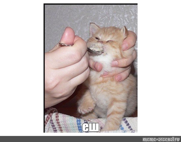 Котика кормят с ложки