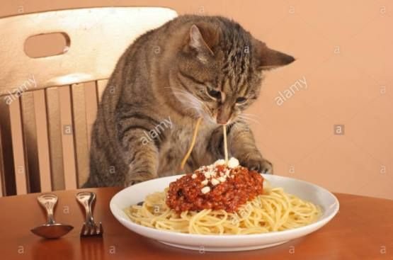 Кот ест спагетти