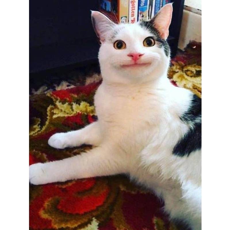 Кот Мем