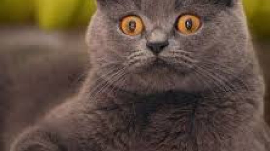 Британский кот юмор