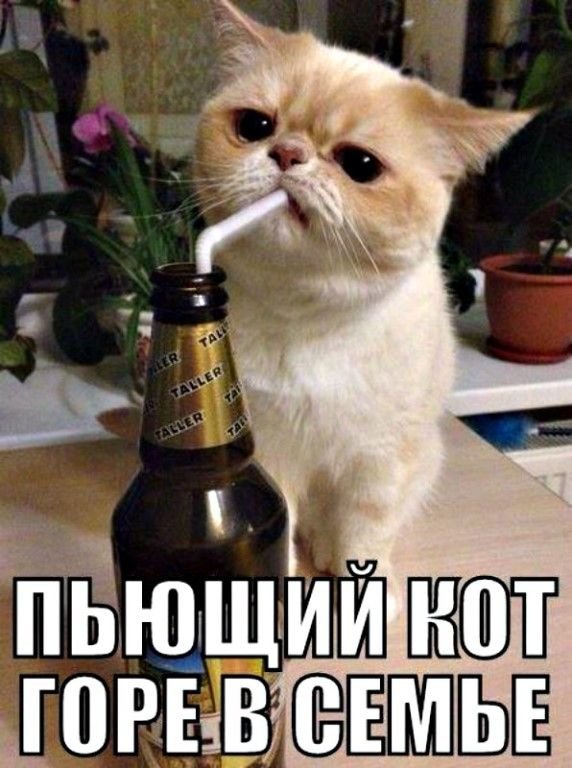 Пьяный кот горе в семье