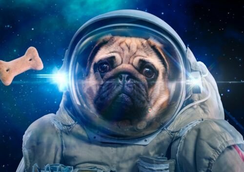 Собака в скафандре в космосе