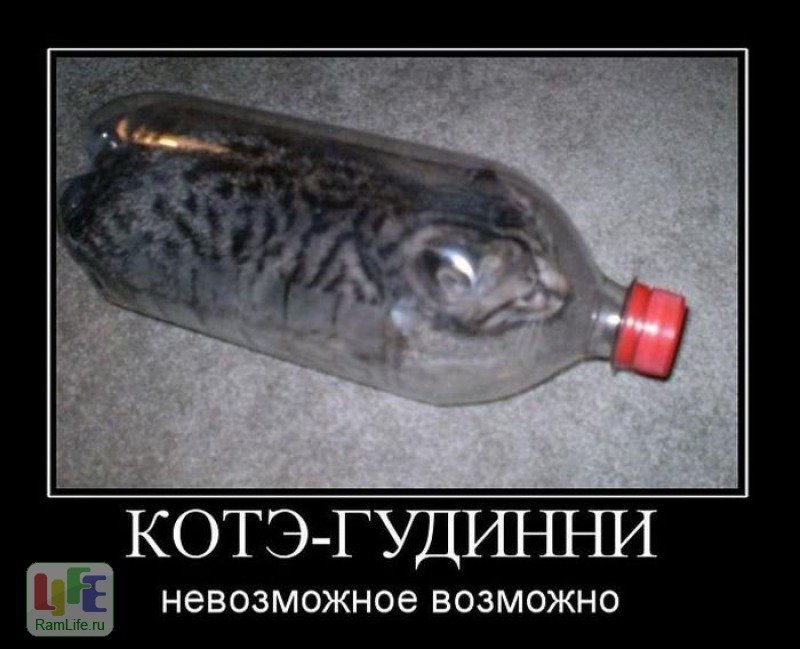 Кот с бутылкой