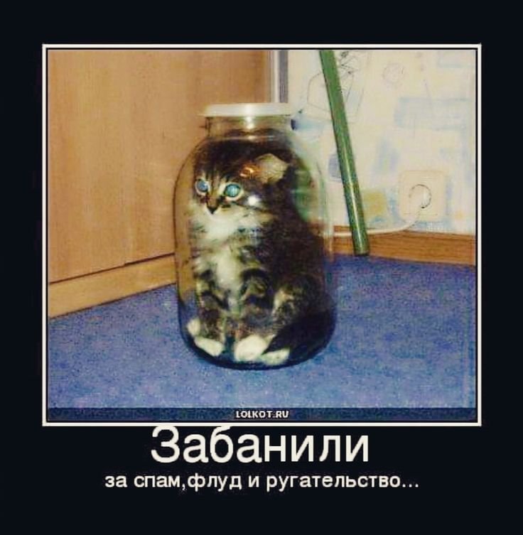 Кот в банке забанен