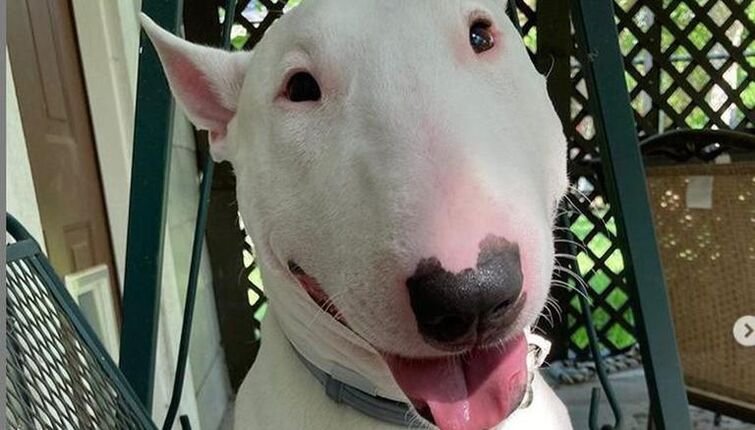 Вольтер собака