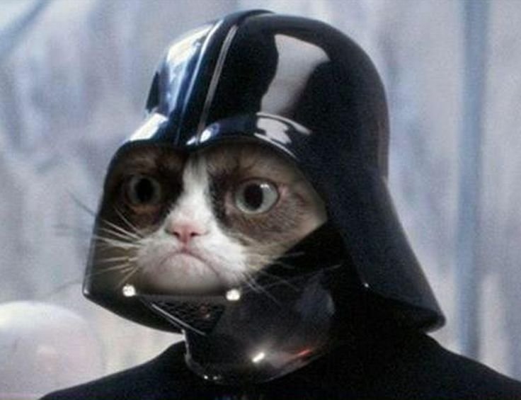 Кот в каске