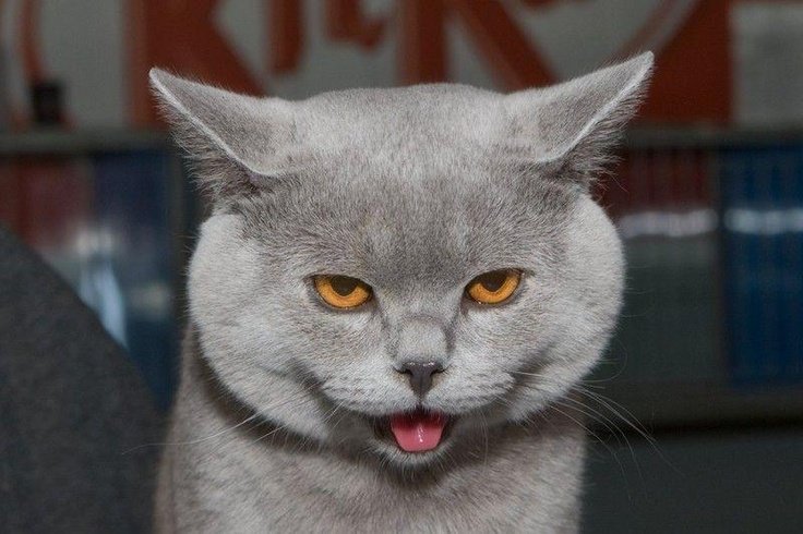 Морда британского кота