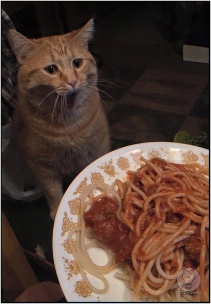 Кот жрёт макароны