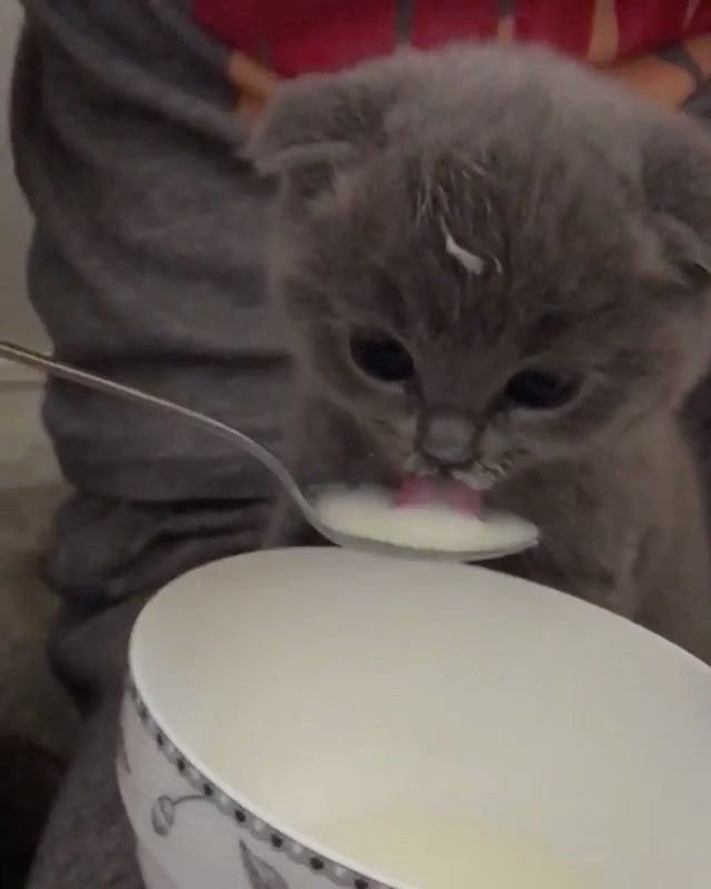 Кот с ложкой