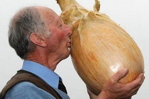 Луковица здоровая сука